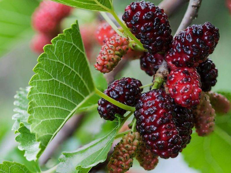 Шелковица купить саженцы из питомнике в Макеевке