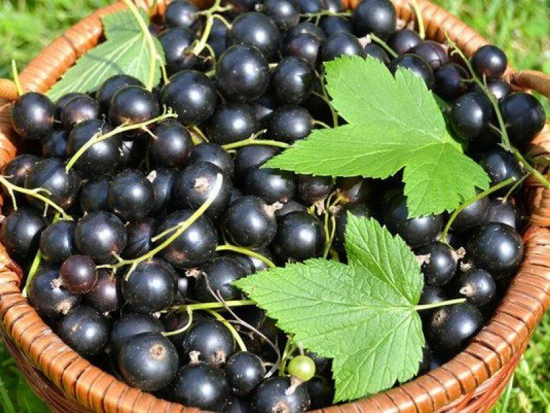 Смородина купить саженцы из питомника в Макеевке