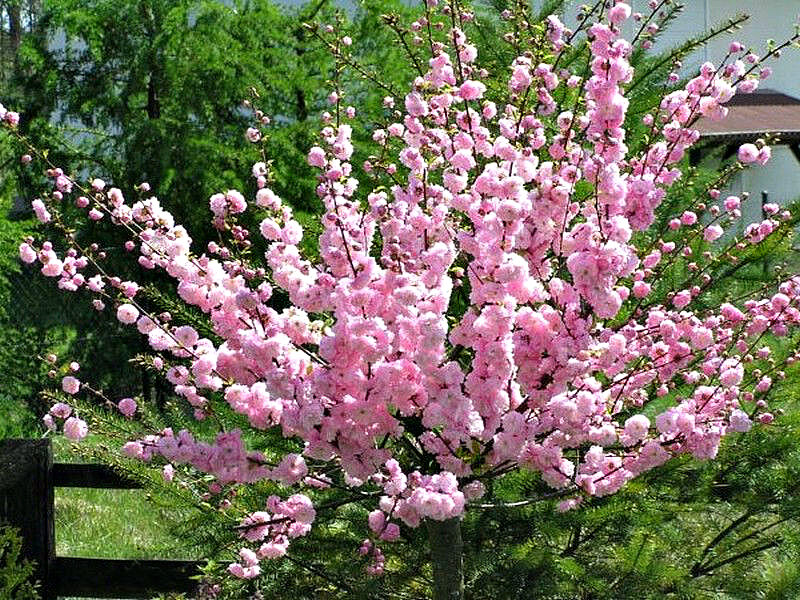 Миндаль купить саженцы из питомника в Макеевке