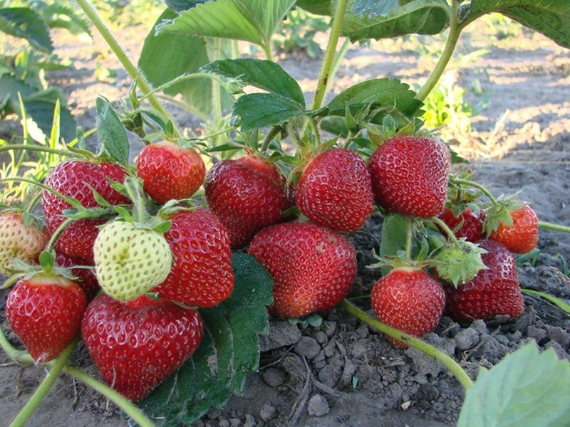 Клубника купить саженцы из питомника в Макеевке