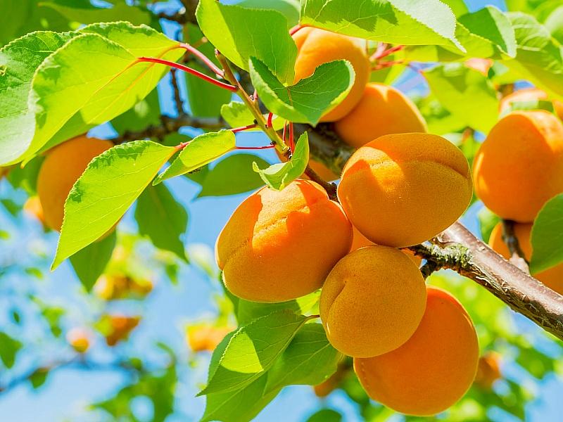 Абрикос купить саженцы из питомнике в Макеевке