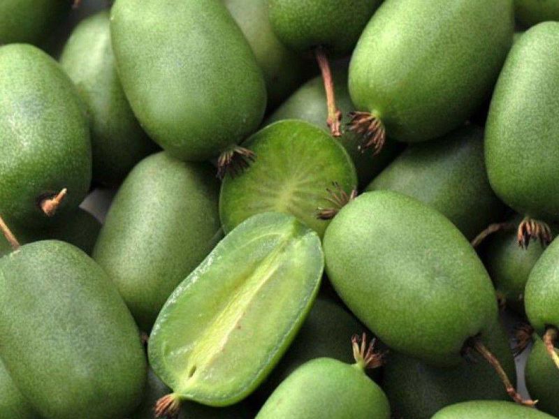 Актинидия купить саженцы из питомнике в Макеевке