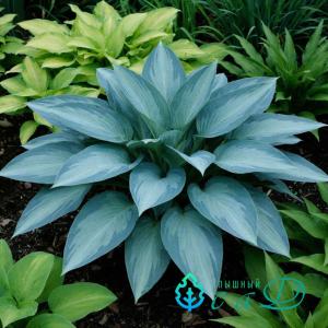 Хоста "КИВИ ФУЛЛ МОНТИ"