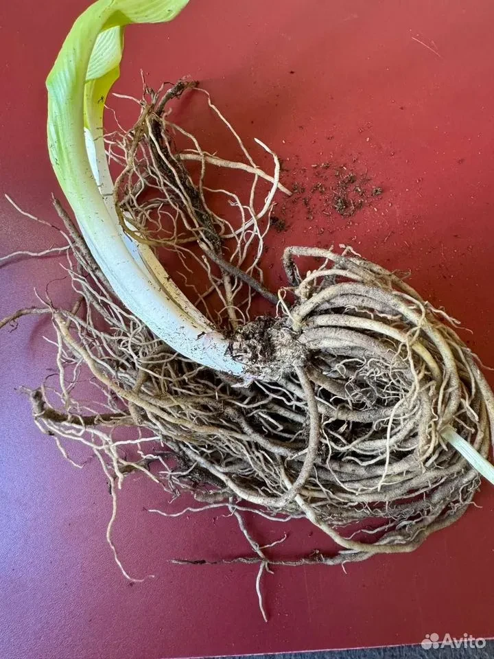 Хоста "ФИРН ЛАЙН"