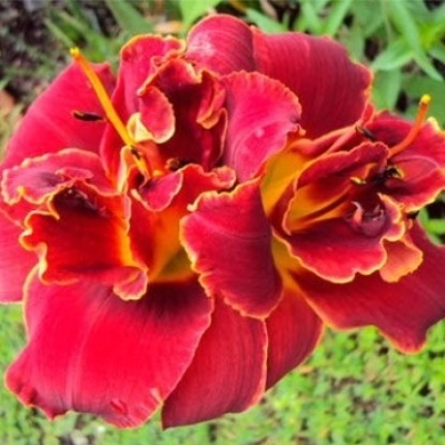 Лилейник "ХАЙЛЕНД ЛОРД"