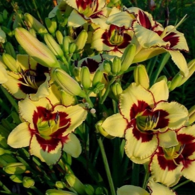 Лилейник "ЭЛЬ ДЕСПЕРАДО"