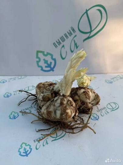 Лилия "ТРАЙБЛ ДЭНС" 3 штуки (размер 18/20)