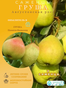 Груша Августовская роса и Памяти Яковлева 2 саженца