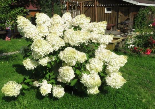 Гортензия метельчатая "ПОЛЯРНЫЙ МЕДВЕДЬ" (Polar beer)